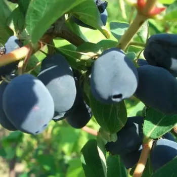 саженец Жимолость съедобная (Серия Северный Сад) Нижегородская ранняя