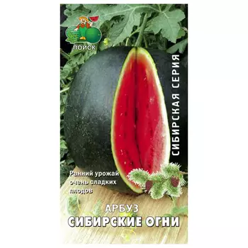 семена арбуз Сибирские огни ПОИСК 15шт