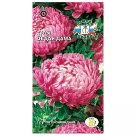 семена Астра Седая дама пионовидная малиново-розовая с проседью