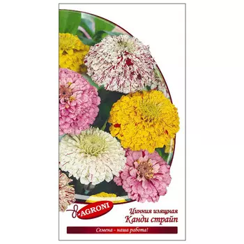 семена Цинния изящная Канди страйп микс АГРОНИ 0,3г