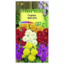 семена Георгина Фигаро 3г