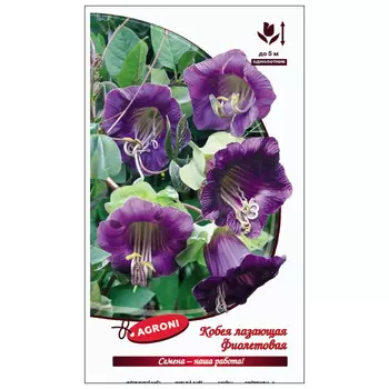 семена Кобея лазающая фиолетовая АГРОНИ 0,3г