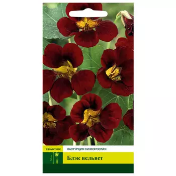 семена Настурция низкорослая Блэк Вельвет СЕВЕРНЫЙ ОГОРОД 1г