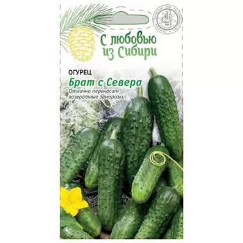 семена огурец Брат с Севера 0,25 г