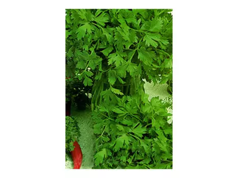 семена Петрушка Итальянский гигант на ленте