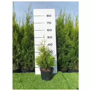 туя брабант с2/с3 60-80см