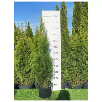 туя смарагд с5 80-100см