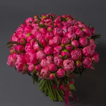 101 Коралловый Пион