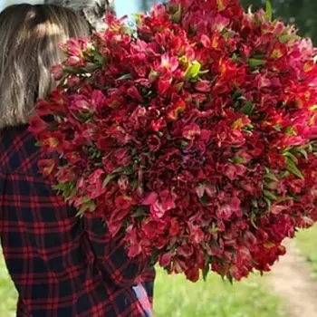 101 Красная Альстромерия