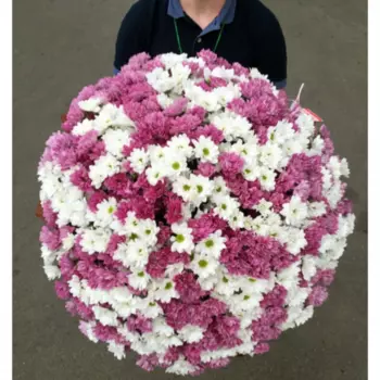 101 Кустовая Бело-Розовая Хризантема