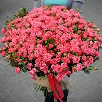 101 Кустовая Коралловая Роза (50 см.)