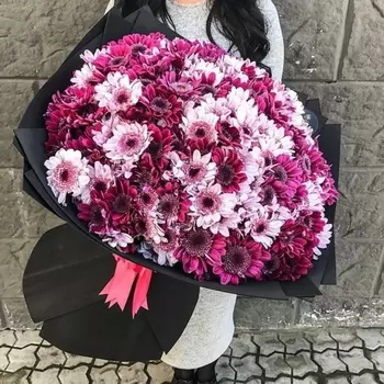 101 Малинова и Розовая Кустовая Хризантема