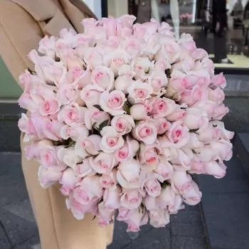 101 Нежно-Розовая Роза (60 см.)