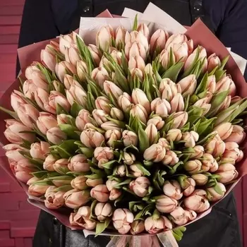 101 Нежно-Розовый Тюльпан