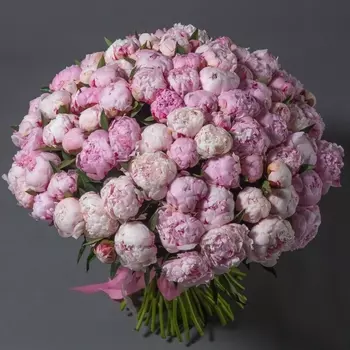 101 Пион Сара Бернар