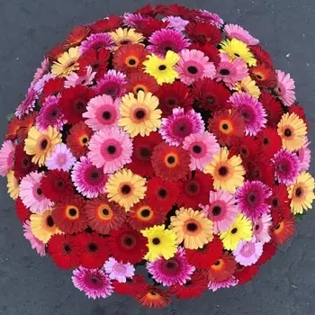 101 Разноцветная Гербера
