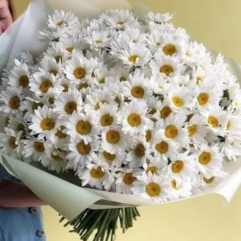 101 Крупная Ромашка в пленке