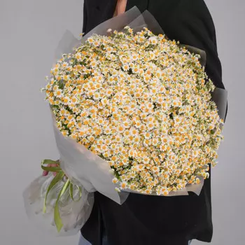 101 Кустовая Ромашка