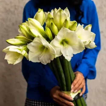 11 Белых Амариллисов