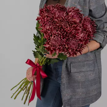 11 Бордовых Хризантем Бигуди