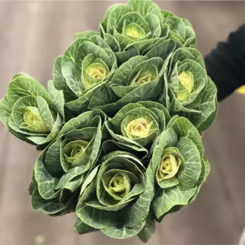 11 Брассик White Crane