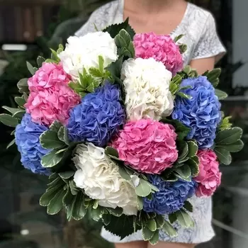 11 Гортензий и Питтоспорум