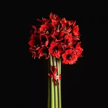 11 Красных Амариллисов