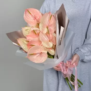 11 Розовых Антуриумов