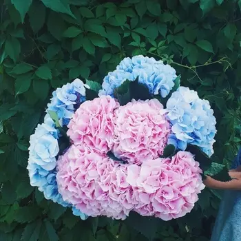 11 Розовых и Голубых Гортензий