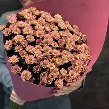 11 Рыжих Хризантем Сантини