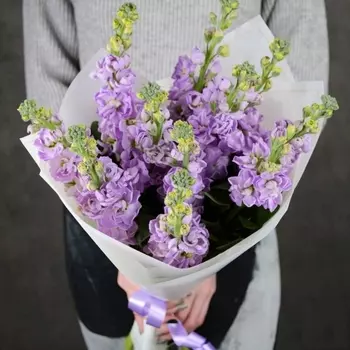 11 Сиреневых Маттиол