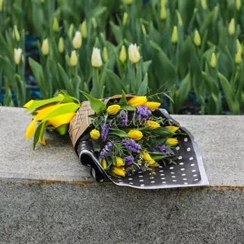 13 Желтых Тюльпанов