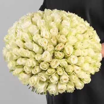 151 Белая Роза (30-40 см.)