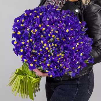 151 Синий Ирис