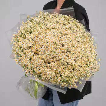 151 Ромашка Кустовая