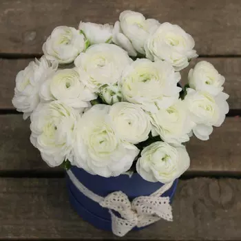 15 Белых Ранункулюсов в шляпной коробке