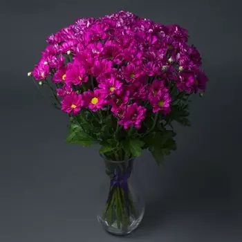 15 Малиновых Кустовых Хризантем