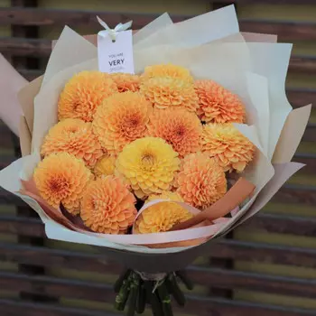 15 Георгинов Sylvia