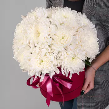 15 Белых Хризантем Бигуди в коробке