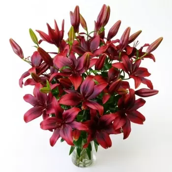 15 Красных Лилий
