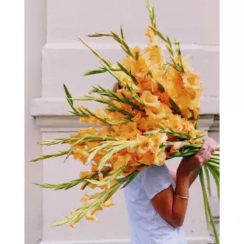 15 Оранжевых Гладиолусов