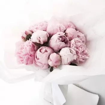 15 Пионов Сара Бернар