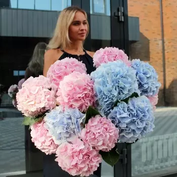 15 Разноцветных Гортензий