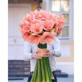 15 Розовых Амариллисов