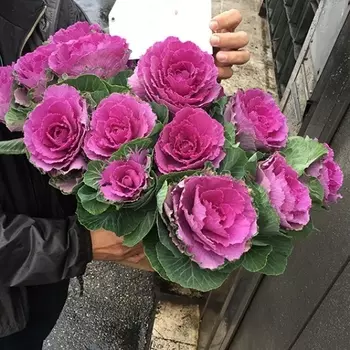 15 Розовых Брассик