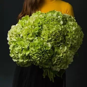 15 Зелёных Гортензий