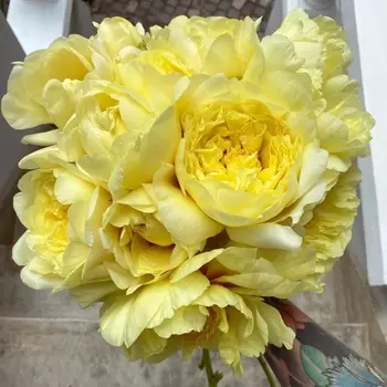 15 Желтых Пионов