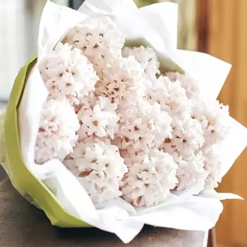 17 Белых Гиацинтов