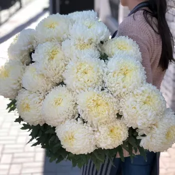 17 Кремовых Хризантем Бигуди