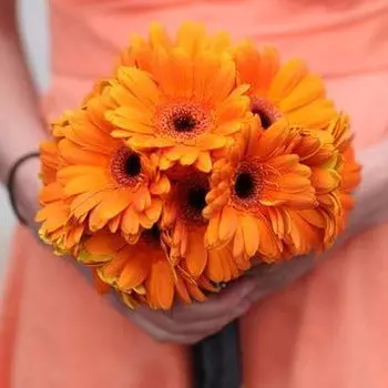 17 Оранжевых Гербер